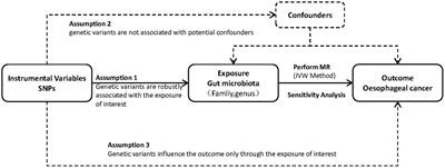 Causal association of gut microbiota and esophageal cancer: a Mendelian randomization study